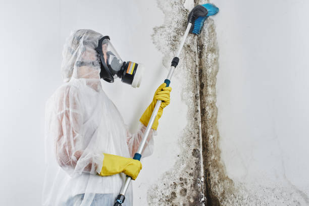 Best Certified Mold Removal  in Carmi, IL