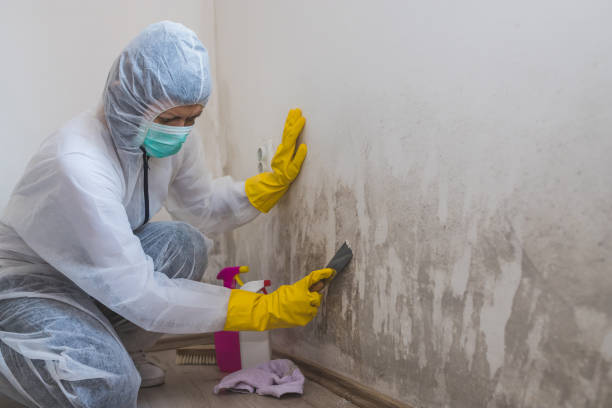 Best Mold Remediation  in Carmi, IL