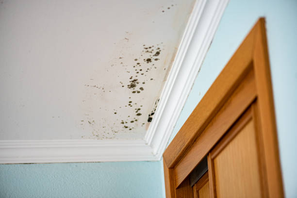 Best Commercial Mold Removal  in Carmi, IL