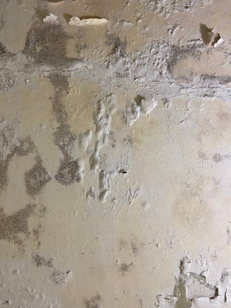 Best Certified Mold Removal  in Carmi, IL