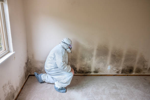 Reliable Carmi, IL Mold Removal Solutions