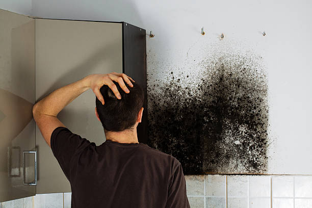 Certified Mold Removal in Carmi, IL