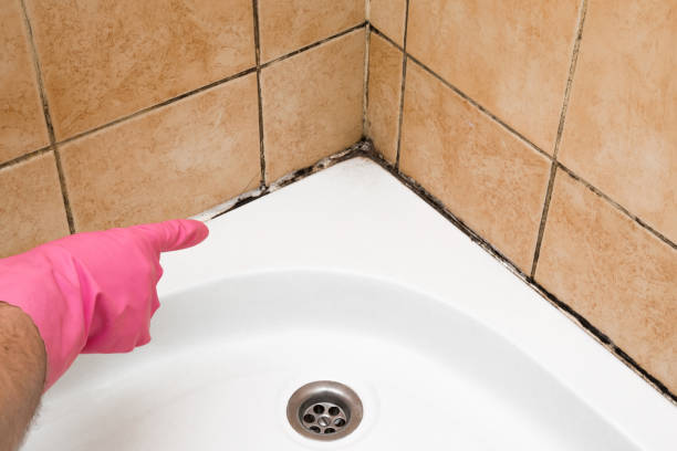 Best Mold Removal Process  in Carmi, IL
